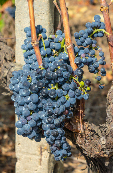 szőlőültetvények Carignano és vermenitno bor, Santadi, Dél-Szardínia - Fotó, kép