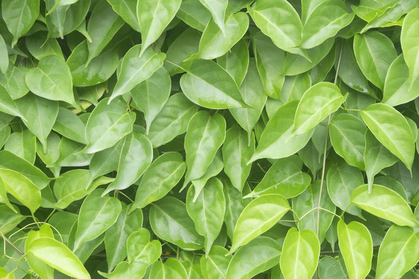 Green leaf texture background. Tropical greenery leaves jungle botanical wallpape - Foto, imagen