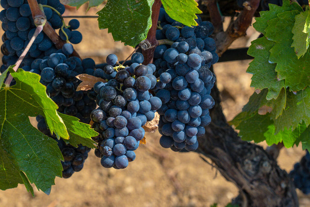 виноградники Кариньяно и Верменинно, Сантади, южная Сардиния - Фото, изображение