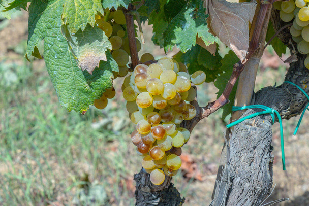 vignobles de Carignano et vin vermenitno, Santadi, sud de la Sardaigne - Photo, image