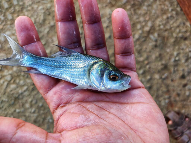 lindo pequeño indio catla carpa pescado fingerling bebé semilla en la mano de un agricultor - Foto, Imagen