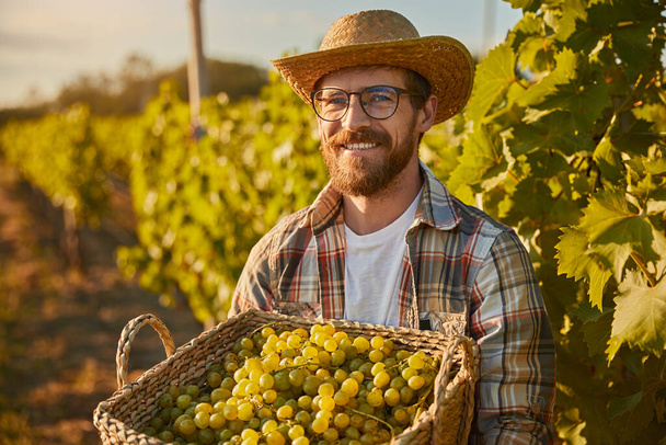 Smiling winemaker harvesting grapes in countryside - Foto, immagini
