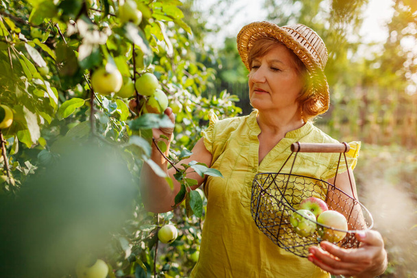 Femme âgée cueillant des pommes biologiques mûres dans un verger d'été. Farmer mettre des fruits dans le panier en métal. Jardinage et agriculture - Photo, image