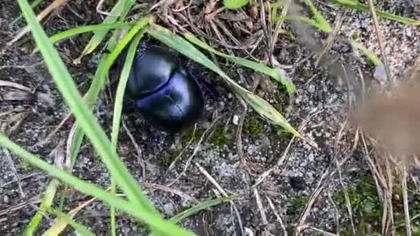 Juokseva maapallon tylsä lantakuoriainen tai Geotrupidae - Materiaali, video