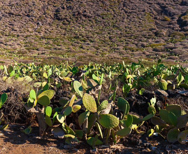 Τυπική Linosa εξοχή με άγρια φυτά φραγκοσυκιάς, Σικελία - Φωτογραφία, εικόνα