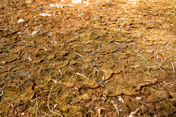 Terreno árido agrietado por sequía - Foto, Imagen
