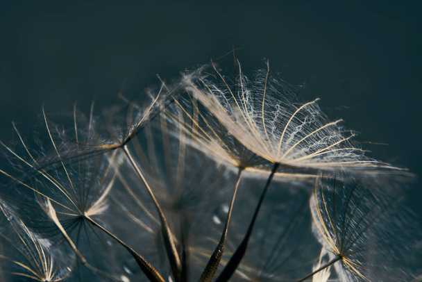 macro texture parachutes dandelion as a background - Fotografie, Obrázek