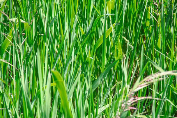 Grass and vegetation in the pond in August - Photo, Image