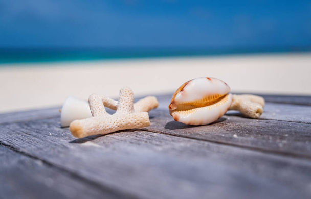 Zeekoralen en schelpen op een strandtafel met ruimte voor tekst, oceaan op bacground. Malediven, juli 2021. Kruispunt Malediven. - Foto, afbeelding