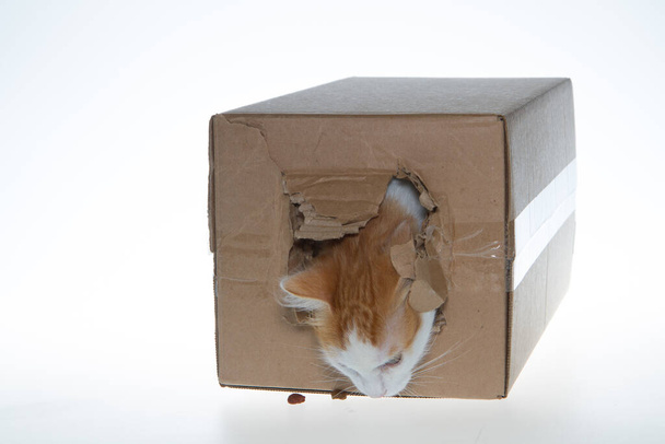 Kočka v krabici. Kočka hraje v kartonové krabici na šedém pozadí. - Fotografie, Obrázek
