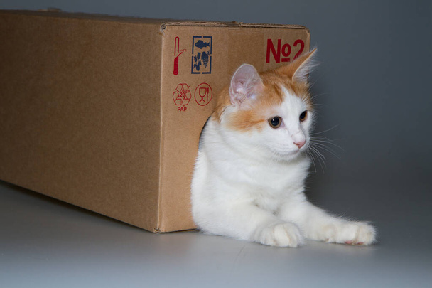 A cat in a box. A cat is playing in a cardboard box on a gray background. - Φωτογραφία, εικόνα