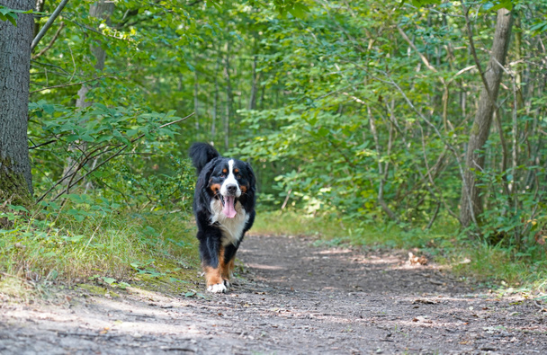 Bernese Dağ Köpeği ormanda yürüyor.  - Fotoğraf, Görsel