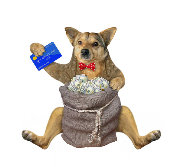 A beige dog with a credit card sits near a jute sack of dollars. White background. Isolated. - 写真・画像