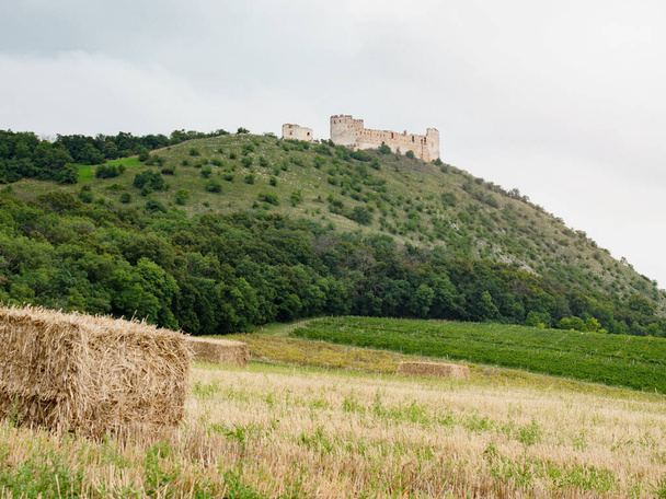 Девин Хилл с остальной частью замка Девики над полем и виноградником. Солнечный летний день в регионе Южной Моравии, Чехия. - Фото, изображение