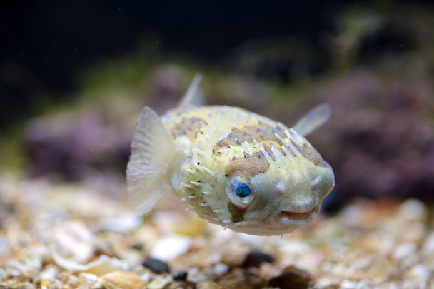 A porcupinefish swimming in aquarium - Photo, Image