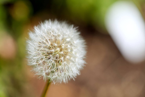 white fluffy dandelion Taraxacum officinale on a green and brown blurred background. - Фото, изображение