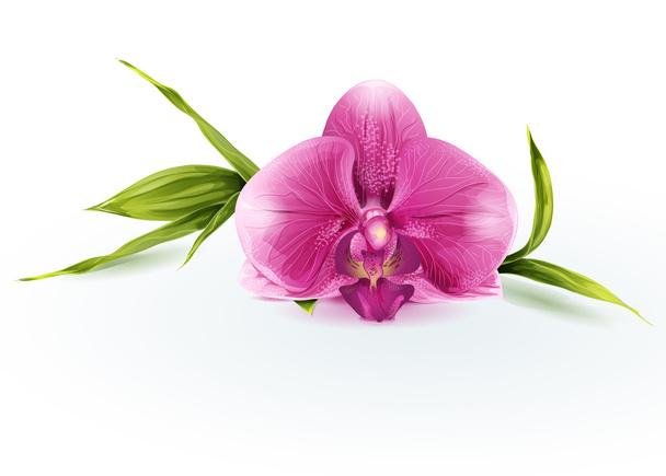 Vaaleanpunainen orkidea
 - Vektori, kuva