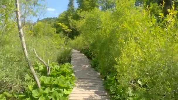 POV: Pusty drewniany chodnik prowadzi do bujnych zielonych lasów parku Plitvice. - Materiał filmowy, wideo