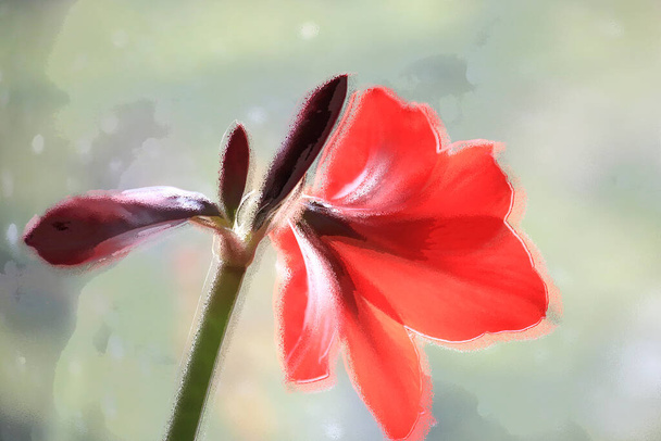 Κοντινό πλάνο κόκκινης αμαρυλλίδας με τέσσερα άνθη απομονωμένα με καλλιτεχνική επεξεργασία, επιλεκτική εστίαση - Φωτογραφία, εικόνα