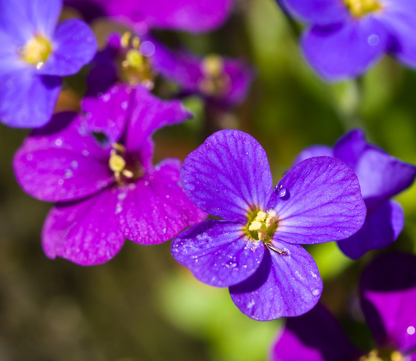 dość fioletowe kwiaty w szklarni w słoneczny dzień - Zdjęcie, obraz