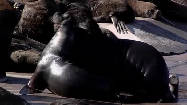 Sea Lions at the Fishing Port of Mar del Plata, Argentina. Close Up.   - Footage, Video