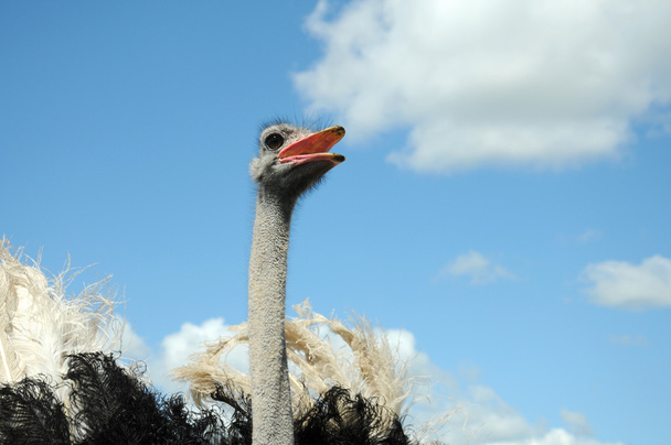 avestruz en la granja
 - Foto, Imagen
