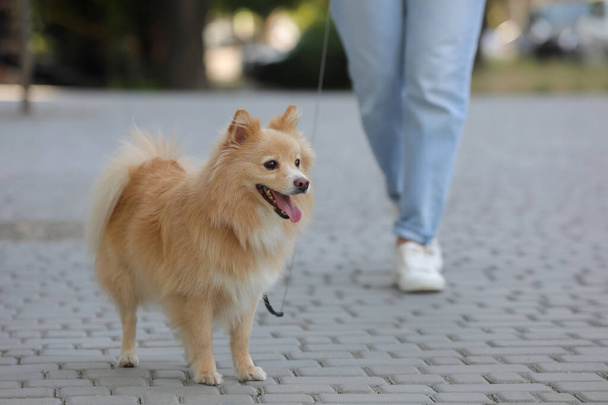 Woman with her cute dog walking on city street. closeup - Фото, изображение