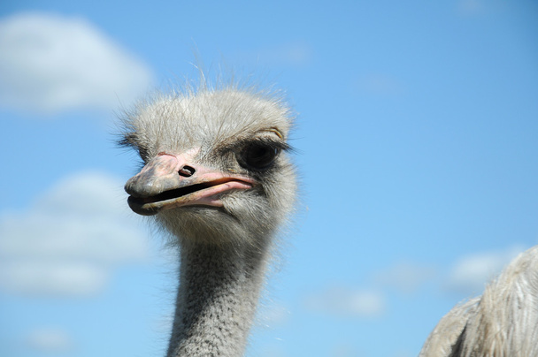 struisvogel close-up - Foto, afbeelding