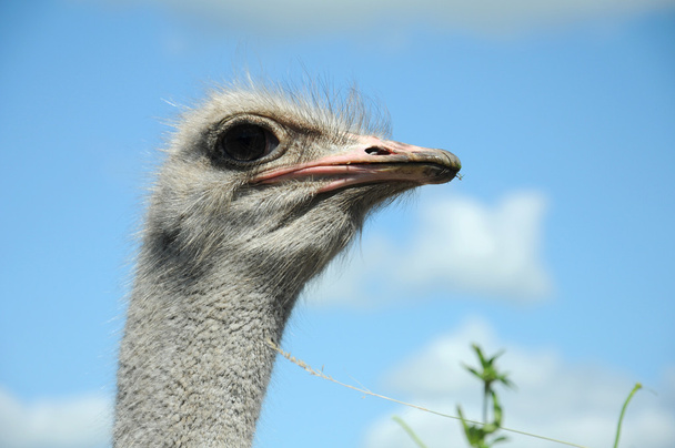 ostrich - Foto, Imagen