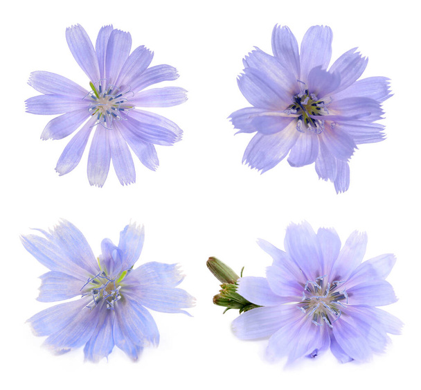 Beautiful tender chicory flowers on white background, collage  - Fotografie, Obrázek