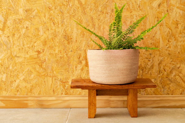 a fern in a woven pot on a light brown wooden wall - Φωτογραφία, εικόνα