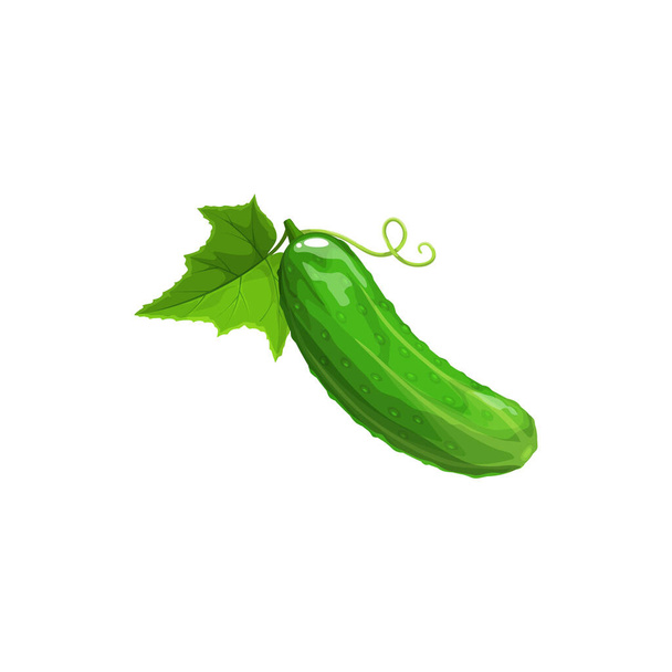 Cucumber ripe plant, vector vegetable with green leaf, pimples and curly antenna. Natural whole fresh healthy food, isolated cartoon element for design, organic veggies, eco farm production - Vector, Image