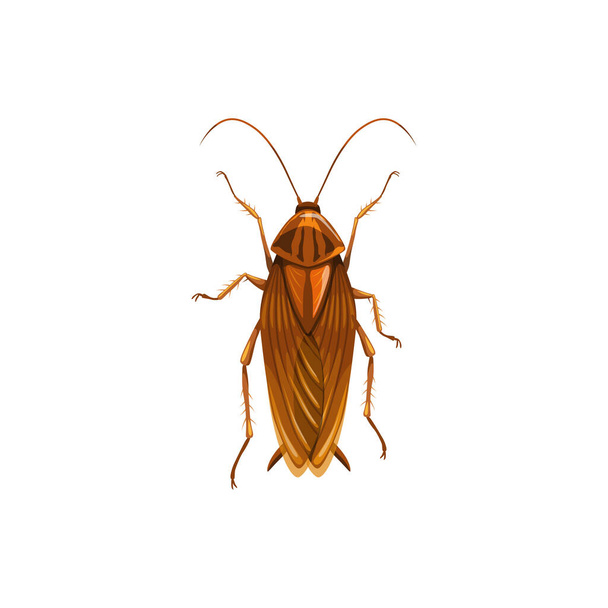 Cockroach icon, insect parasite and pest control, domestic disinsection, vector isolated. Cockroach or roach insect parasite, disease prevention, sanitary disinfection and extermination - Vector, Image