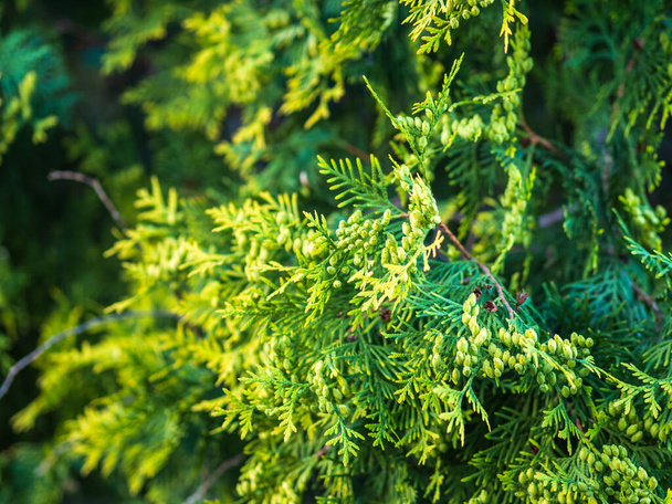 Thuja branches in spring. Fresh thuja branches in the sunset light. Spring background. - Foto, Imagen