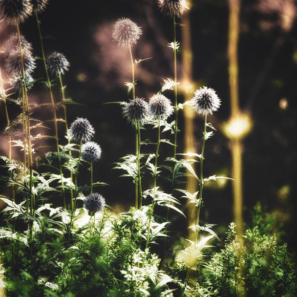 A beautiful view of dandelions in the garden - Фото, изображение