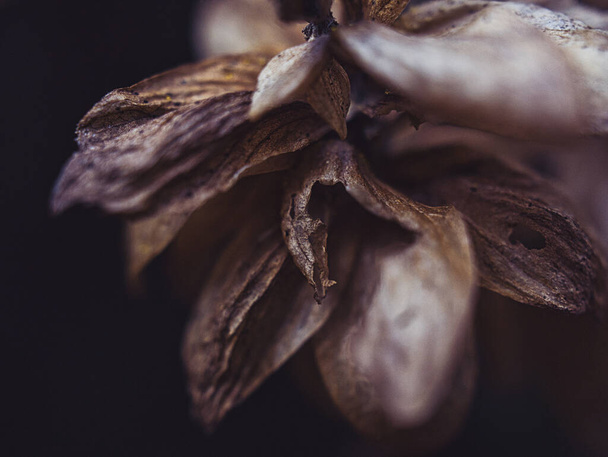 A dramatic view of a weathered flower - Foto, imagen