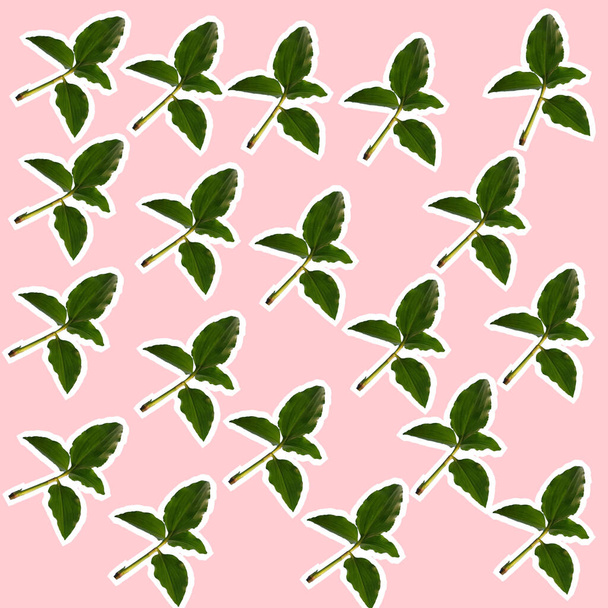 A commelina benghalensis plants pattern - Photo, Image