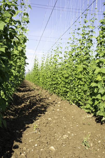 Side view of Hop crop on a sunny morning - Foto, immagini