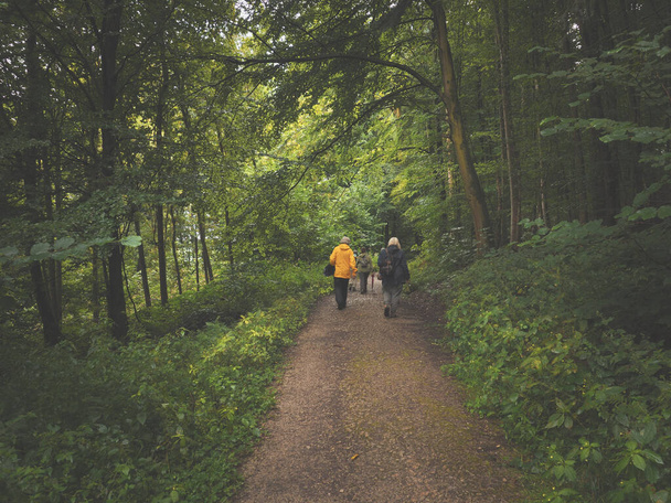 A hiking group in an old mixed forest on a rainy day, outdoor activity, sports - Photo, image