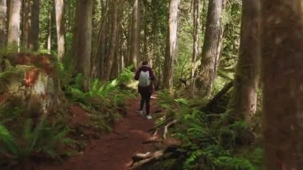 Happy tourist girl walking cinematic rainforest in National Park Waszyngton, 4K - Materiał filmowy, wideo