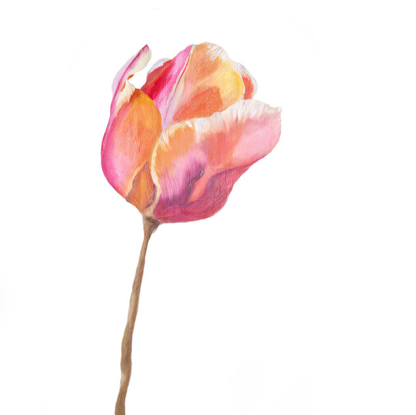 Pink tulip isolated on white background - Photo, image