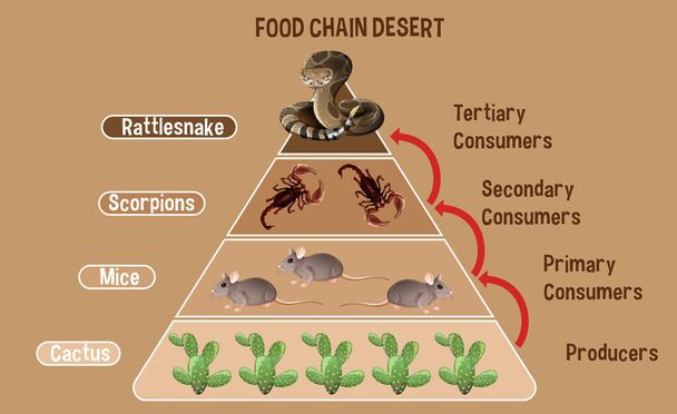 Kaavio osoittaa Desert elintarvikeketju koulutuksen havainnollistamiseksi - Vektori, kuva