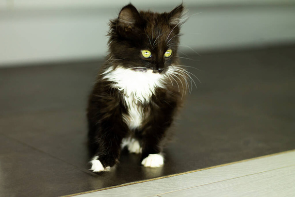 Χαριτωμένο μικρό μαύρο γατάκι με λευκό στήθος και πόδια και κίτρινα μάτια, κάθεται σε ένα σκούρο πάτωμα - Φωτογραφία, εικόνα