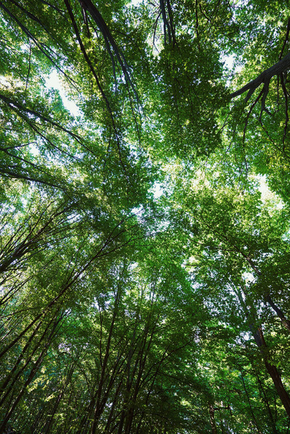 Belo parque de madeira verde em tempo ensolarado - Foto, Imagem