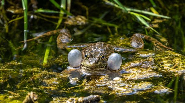 Common frog, Rana temporaria, single reptile croaking in water, also known as the European common frog or European grass frog, is a semi-aquatic amphibian of the family Ranidae - Photo, Image