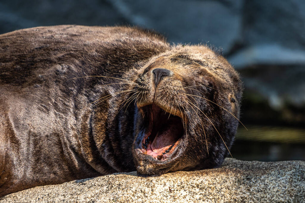 The South American sea lion, Otaria flavescens, formerly Otaria byronia, also called the Southern Sea Lion and the Patagonian sea lion - Photo, Image