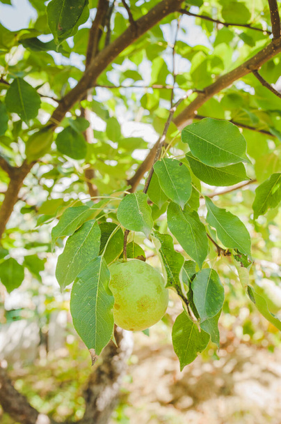 zielona gruszka rośnie na gałęzi drzewa z liśćmi. uprawy owoców. Zbieram plony. pionowa zawartość żywności. naturalne jedzenie. ukierunkowanie selektywne - Zdjęcie, obraz