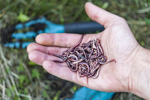 Breeding red worms Dendrobena. Fertile soil. Natural soil improvement. Fishing worms - Photo, Image