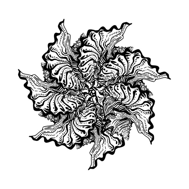 Seashell spiral wreath in black and white ink graphics isolated on white. - Vetor, Imagem