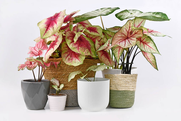 Different colorful exotic Caladium plants in flower pots  - Fotó, kép